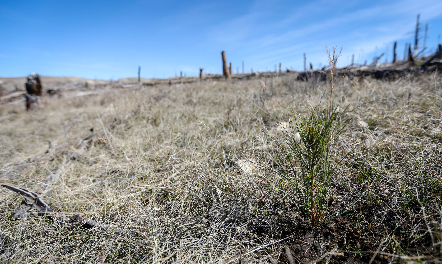 Jasper Fire Tree Planting seedling
